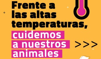 RECOMENDACIONES PARA EVITAR LOS GOLPES DE CALOR EN LAS MASCOTAS